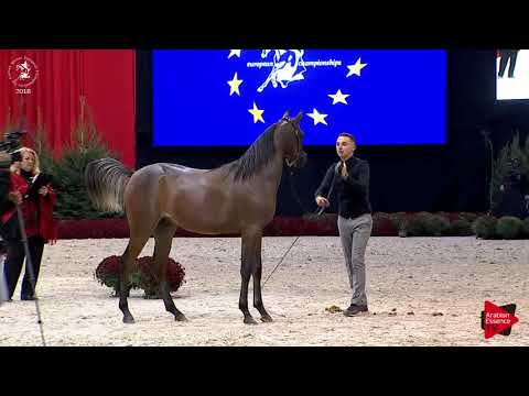 N.25 DUKE SANTONIO ME - Lier 2018 - Yearling Colts (Class 2A)