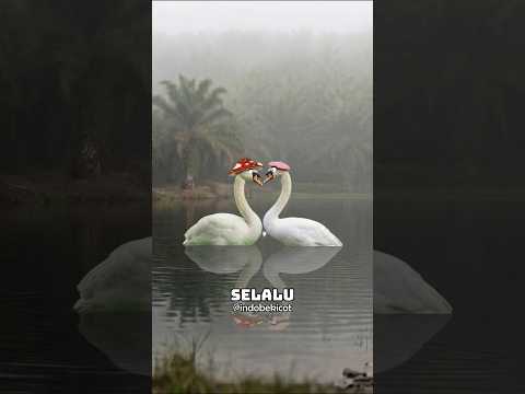 Kalo Kamu Jadi Angsa, Kamu Harus Bangga