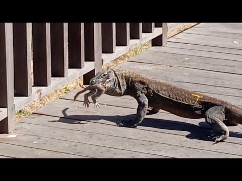 (NOT FOR SENSITIVE PERSON) komodo dragon v monkey | 2023