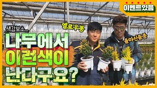 나만의 화려한 정원을 갖고 싶다면? 옐로우봉과 율마의 황금빛으로 물들여보세요ㅣ [대림묘목농원_신품종]