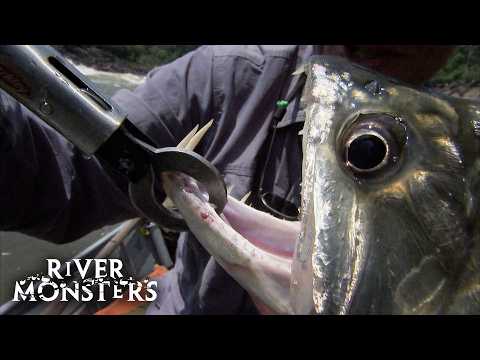 The Most Terrifying Fish with SHARP TEETH on River Monsters