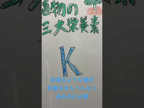 あなたの植物が天然のカリウムを豊富に含む肥料の恩恵を無料で受けられたらどうなるでしょうか?集中！  庭園