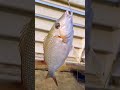 Silver Color Snapper Fish Shorts Fyp