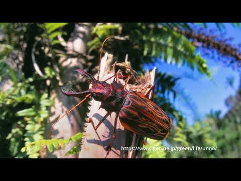 カミキリムシって、どんな虫