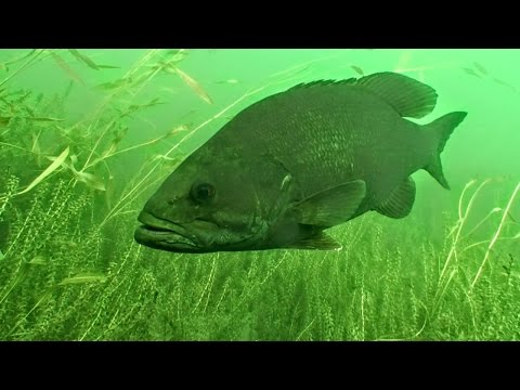 YouTube video about: Will fish bite in 50-degree weather?