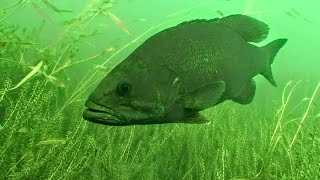 How Weather Influences Fish Behavior and Location