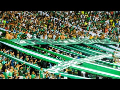 "Sedientos de gloria Campeón | Frente Radical Verdiblanco - Ultras 1992 " Barra: Frente Radical Verdiblanco • Club: Deportivo Cali