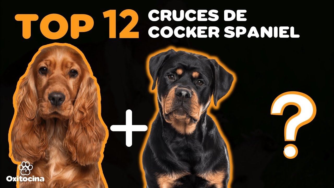 TOP 12 Cruces de Cocker spaniel con otras razas de perros