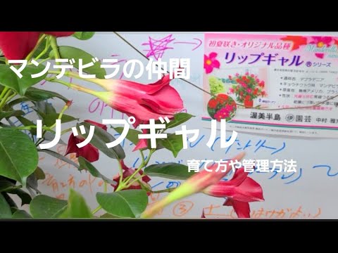 ゲルを摂取したディプラデニアを救うにはどうすればよいですか?効果を高めるための 5 つのヒント  庭園