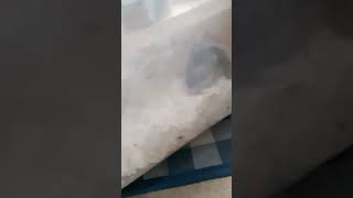 ハムスター紹介