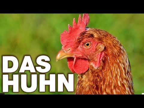 Das Huhn - Anatomie und Biologie | Alternative Fakten fürs Referat | Parodie