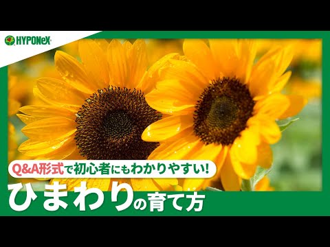 ヒマワリの種まきと植え付け:こうやって行われます 植物