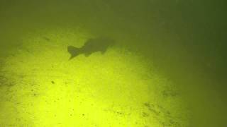 preview picture of video 'Enkele volwassen snoekbaarzen tijdens het duiken bij Zandeiland 4 (Vinkeveense Plassen)'