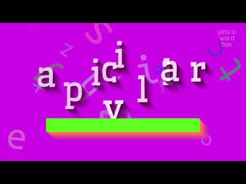 APICILLARY - HOW TO PRONOUNCE IT? #apicillary
