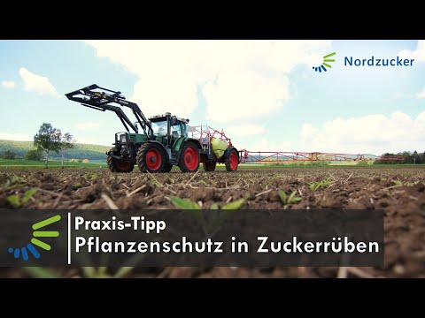 Pflanzenschutz in Zuckerrüben (Unkraut- und Ungrasbekämpfung)