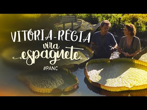 VITÓRIA-RÉGIA vira ESPAGUETE #PANC PANCS