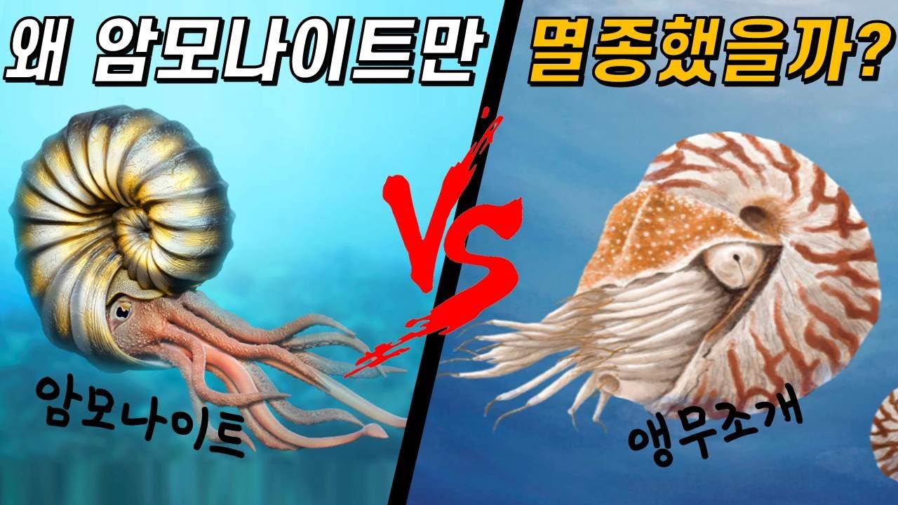 왜 암모나이트만 멸종하고, 앵무조개는 살아남았을까? (in 백악기 대멸종)