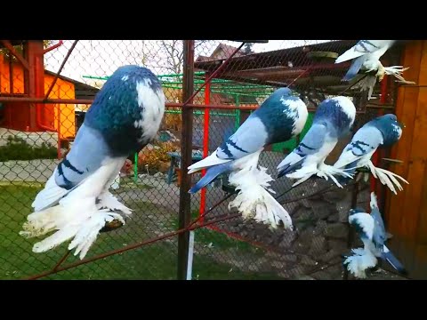 , title : 'world Unique amazing pigeon farm | fancy pigeon loft | fancy Pigeons breeding pairs'