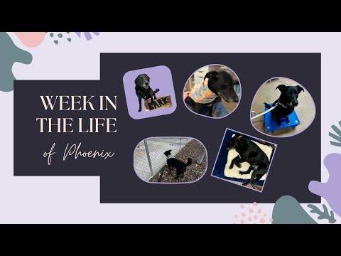 THE LAVISH LIFE OF A RESCUE DOG - DOG TOPPL REVIEW - PETSMART TRAINING