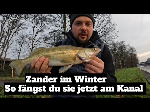 Canal fishing for zander. This is how you catch more zander in winter!