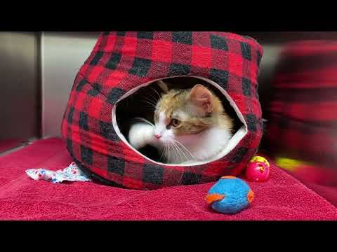 Meet Valkyrie a Domestic Shorthair currently available for adoption! 6/12/2022 12:33:10 PM