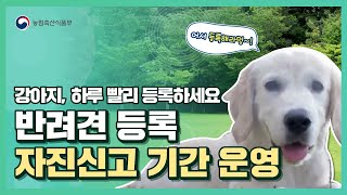 강아지, 하루 빨리 등록하세요 | 반려견 등록 자진신고 기간 운영
