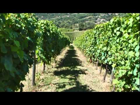 JAMESSUCKLING.COM - Campania - Southern Italy's Historic Winemaking Region - Trailer