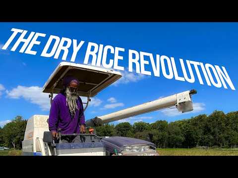 The Unlikely Success of Farming Rice in Maryland – BioStim