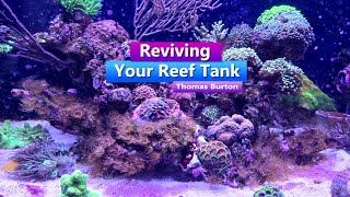 Reviving your Reef Tank - Live w/ Thomas Burton