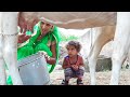 Cow Milking Village Life Vlog