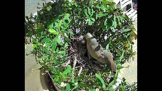 Father Dove Arrives To Feed The Baby Doves (please like👍🏼and subscribe)