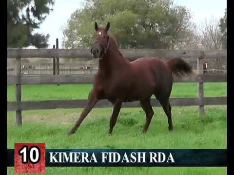 Lote 10- KIMERA FIDASH RDA -- RINCON DEL AGUARA – LOS MONTEROS - 2017