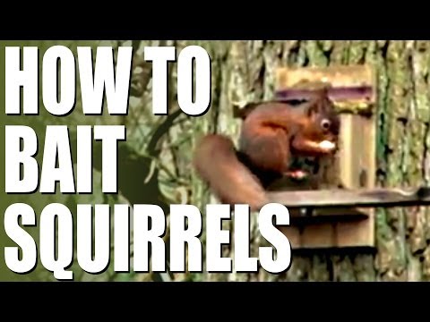 How to bait squirrels