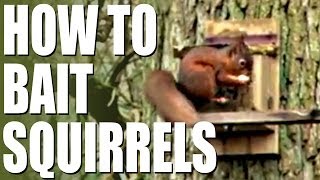 How to bait squirrels