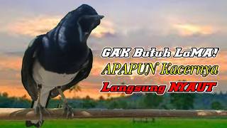 Download lagu Suara kacer ngeplong gacor, pancingan kacer, masteran kacer durasi panjang Berjam jam! mp3