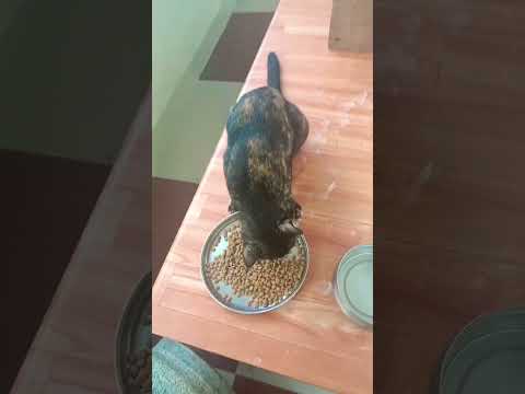 #cutestreetcats #cuteanimals #cat lovers Sujatha Carestraypaws Street cat lovers ❤️😻🍼❤️😍