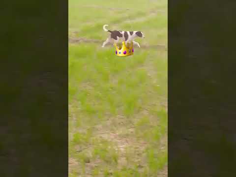 #dog#in#the#field#bt#shrikant#