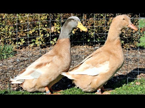 , title : 'Buff Orpington Ducks | Docile Adaptable Foragers'