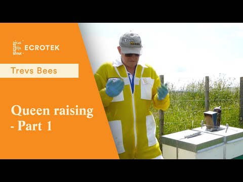 Trevs Bees - Queen Raising. Part 1, Making a cell raiser Nucleus.