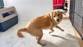 - 大変です…びすけの挙動がおかしい…