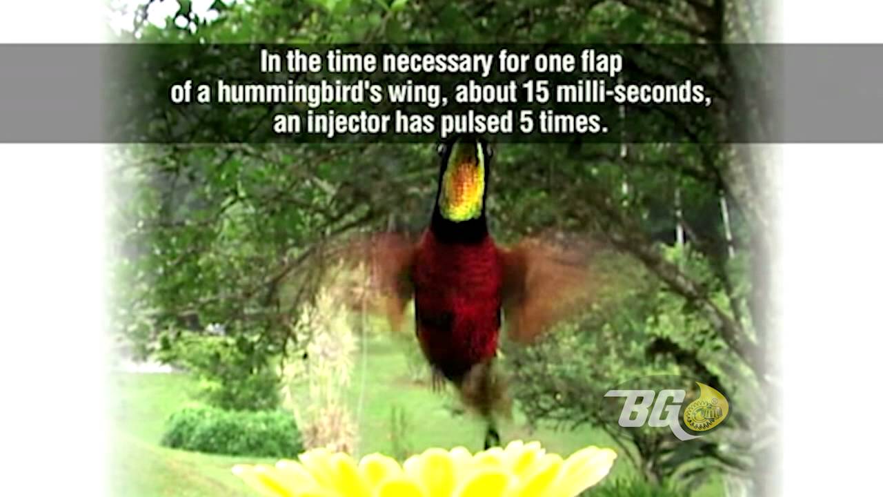 BG Complete Induction Service