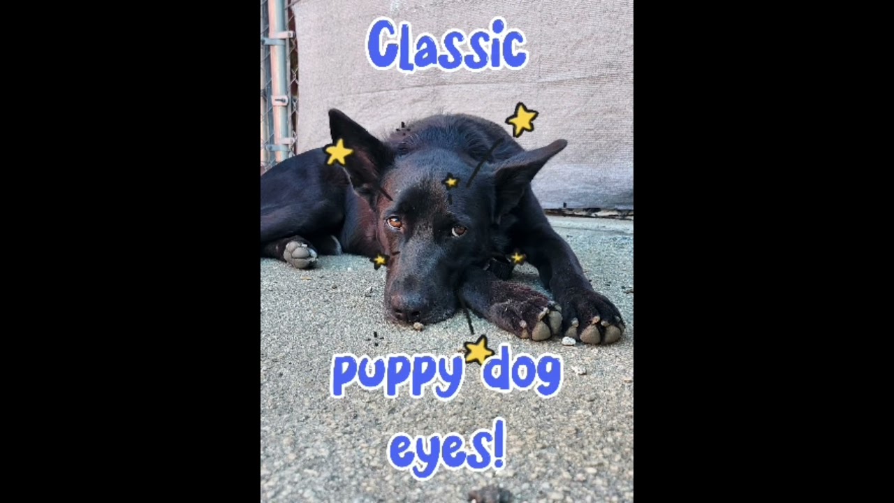 Enlarge Stewie, a Adoptable mixed breed in Burbank, CA video 6/6