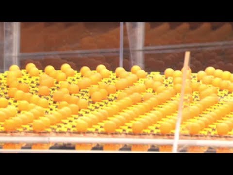 900 Mousetraps Unleashed with Science Bob on Jimmy Kimmel Live