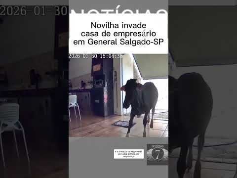 Novilha invade casa de empresário em General Salgado em São Paulo.  #notícias #ultimasnotícias