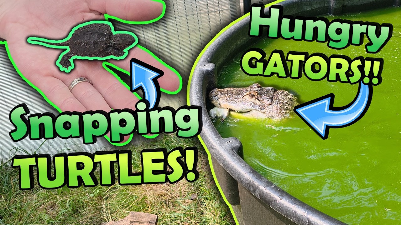 Weird Things that Happen at Snake Discovery (Shenanigans Ep. 11)