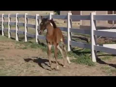 2013 Ajman x A Special Versace