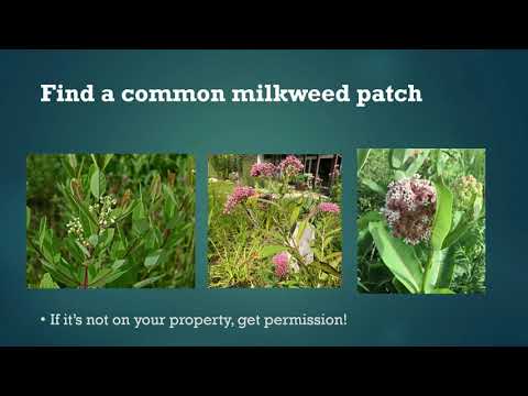 Part II: Getting Started (with one milkweed patch)