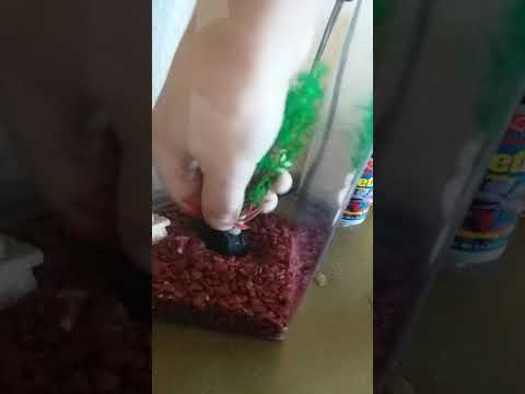 Putting new plant in betta tank