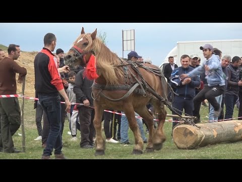 Concurs cu cai de tractiune, Sectiunea simplu | Salicea, Cluj 2017