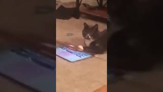 ☆Super Cute Animals☆Cute cats and funy dogs＆cat　videos compilation2021C㉒#Shorts